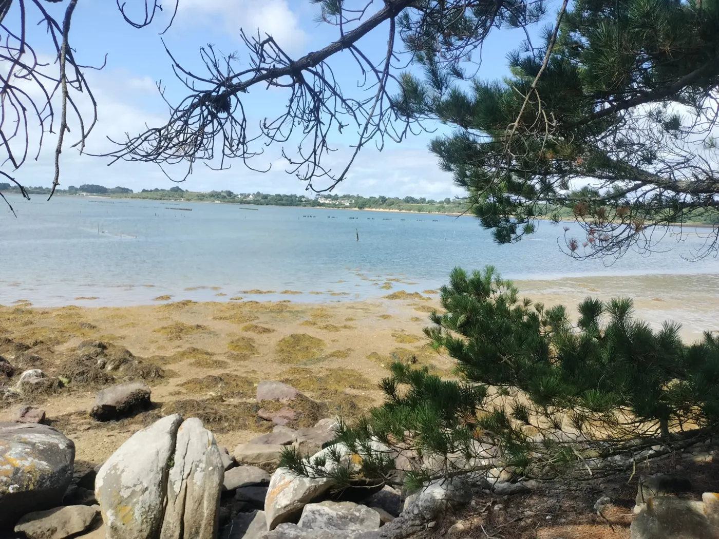 Rivage de l'île aux Moines à marée basse